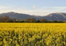 Рапицовите насаждения на България