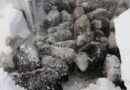 Лекуване на овцете в Средните Родопи – измръзване