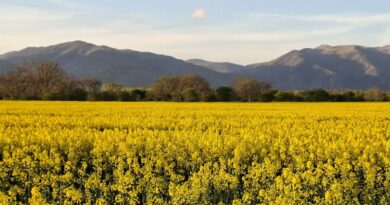 Рапицовите насаждения на България