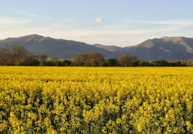 Рапицовите насаждения на България