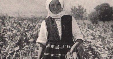 Сред тютюневите полета (галерия архивни фотографии)