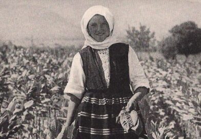 Сред тютюневите полета (галерия архивни фотографии)