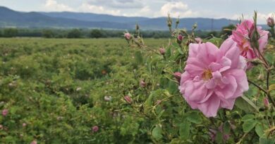 Розовите полета на България