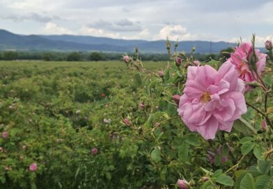 Розовите полета на България