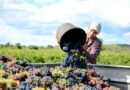 От винените маршрути през 2006 г. до днешната пропусната възможност за Асеновград